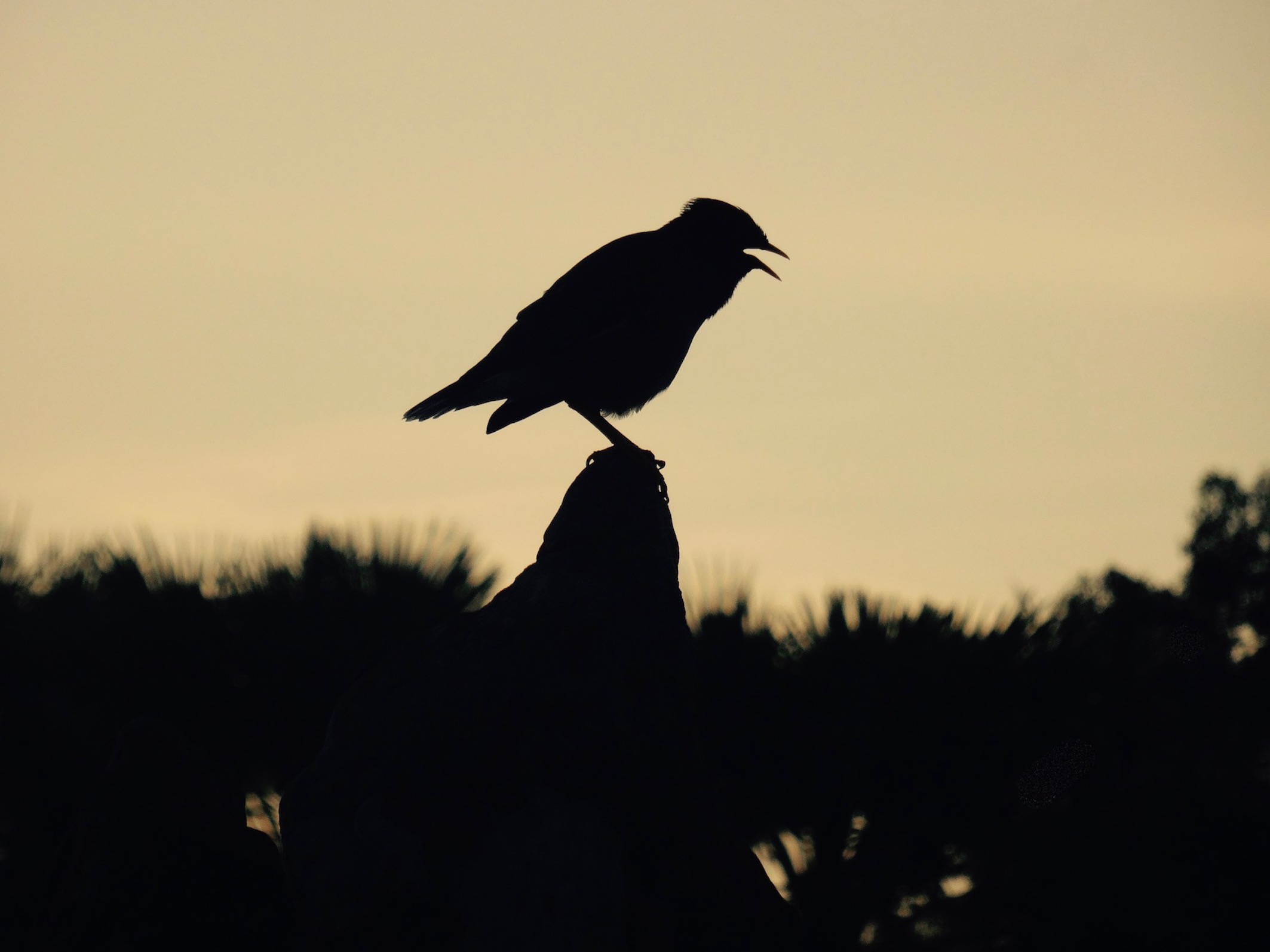 Crow at sunset Cambodia
