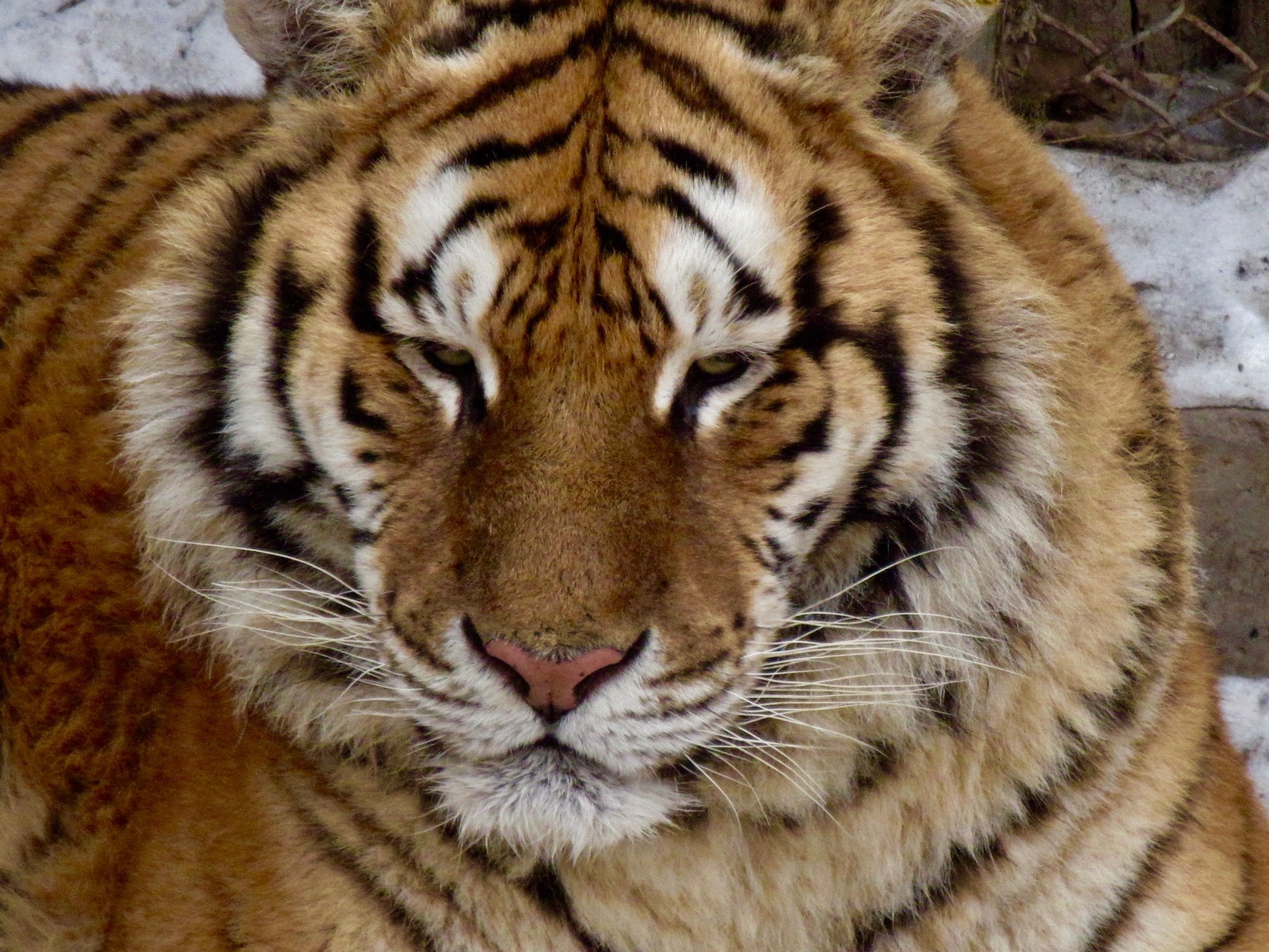 Siberian Tiger Park Harbin Heilongjiang province China