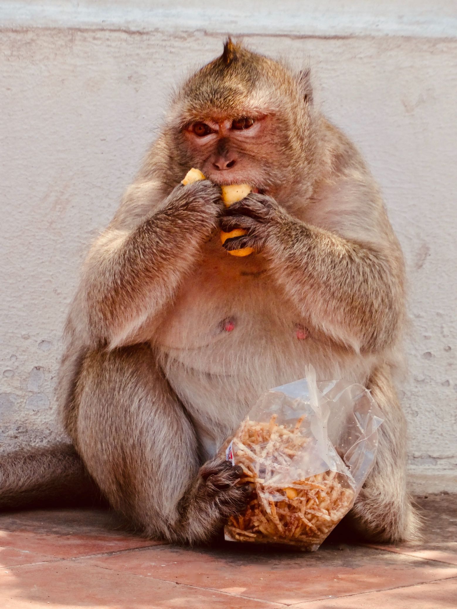 Hungry monkey Phetchaburi Thailand