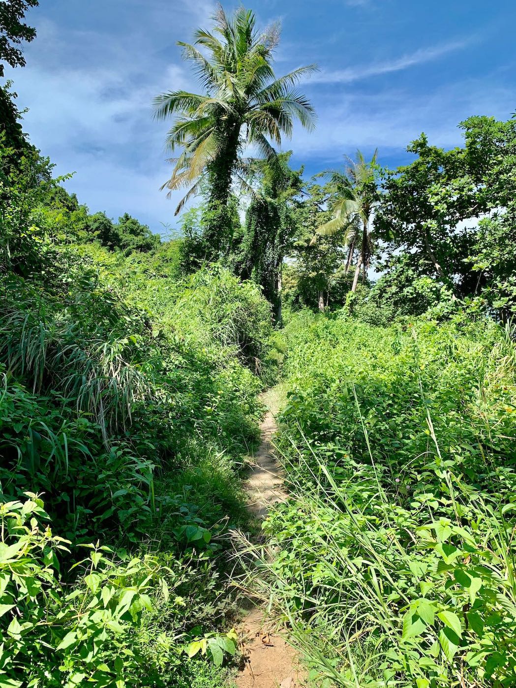 Jungle path Rabbit Island.