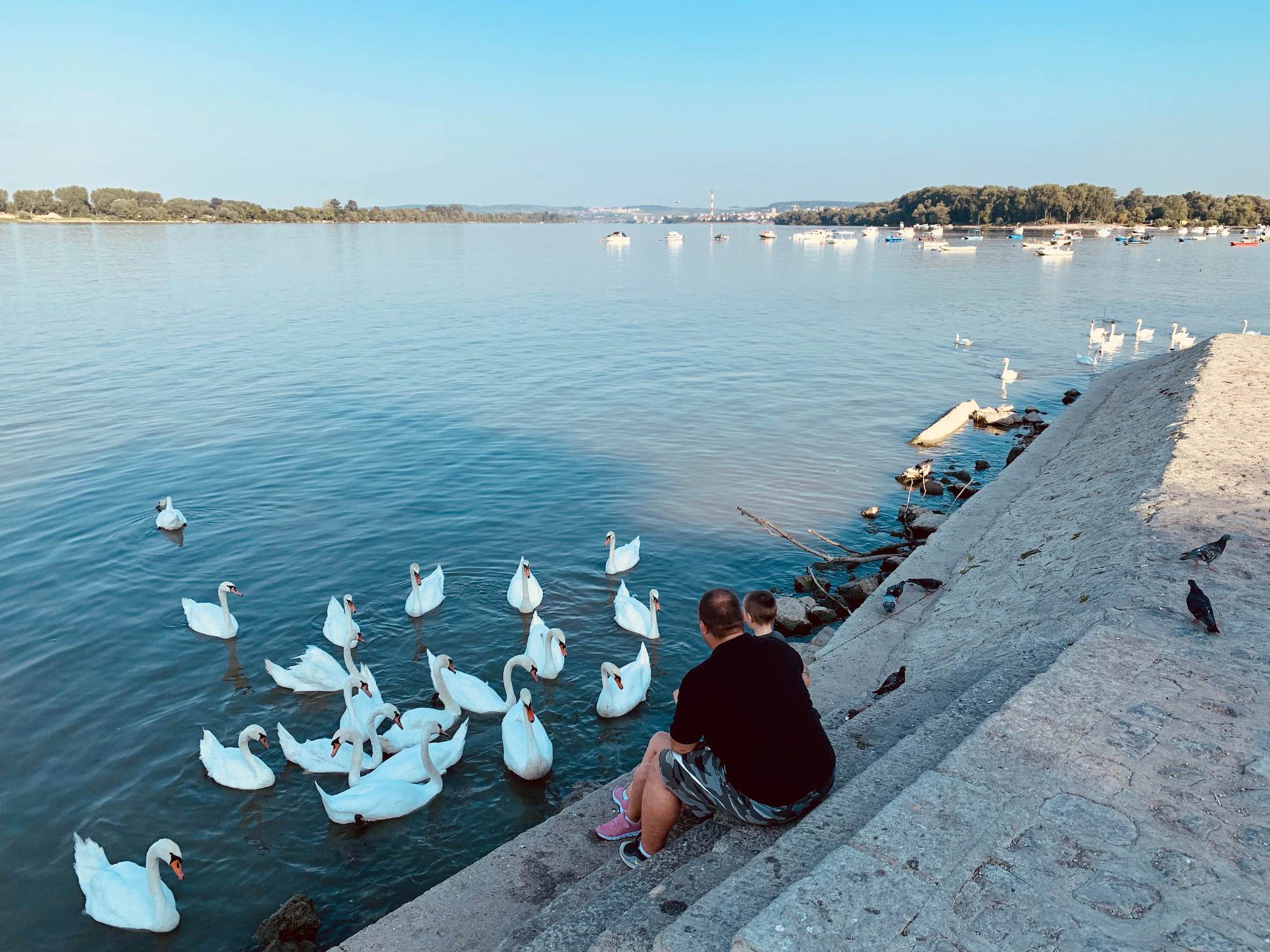 Feeding the swans Zemun Belgrade