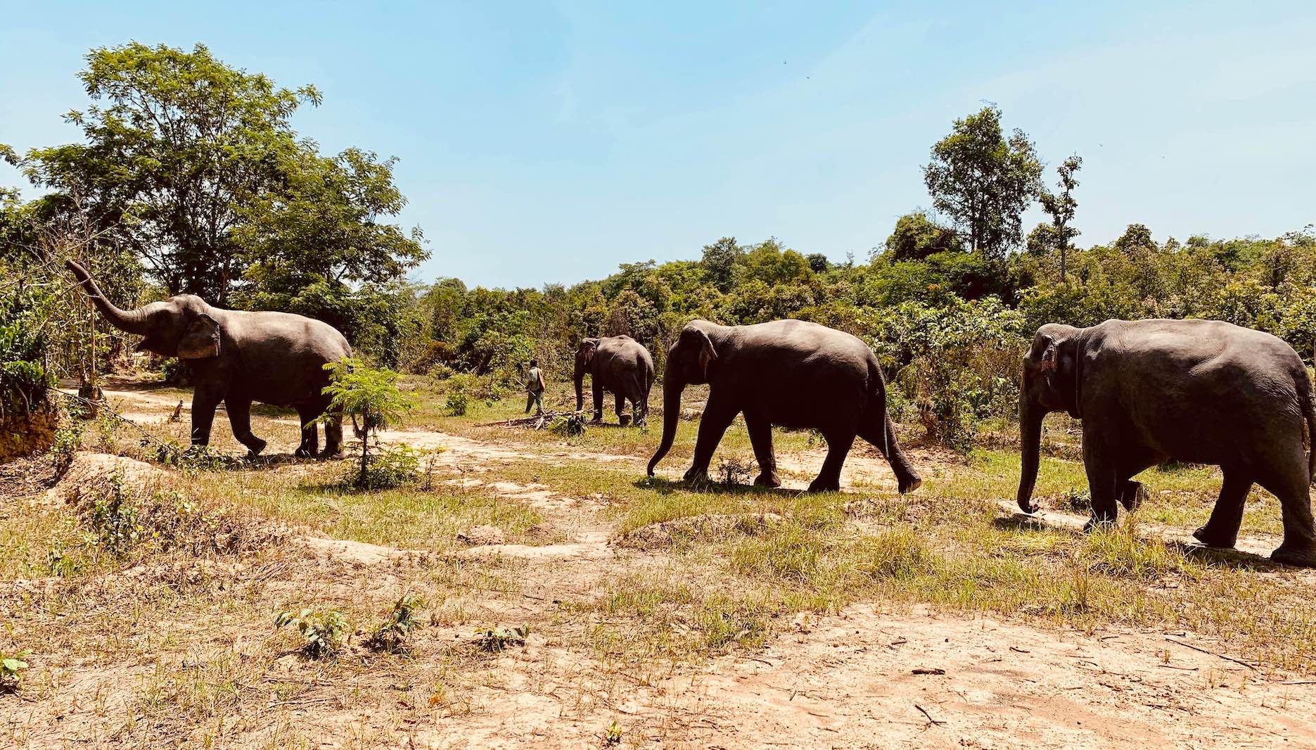 The elephants at Kulen Elephant Forest Siem Reap