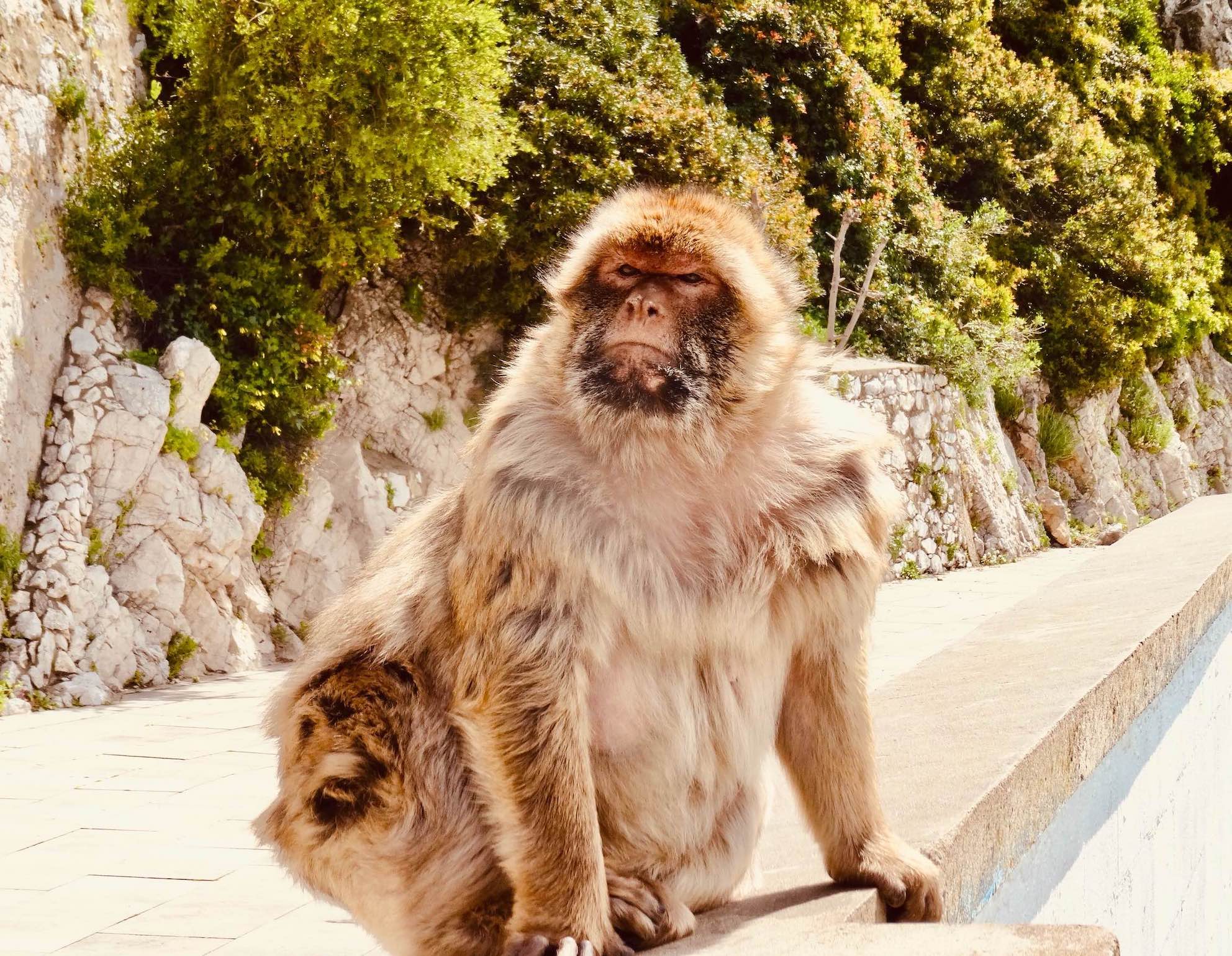 A Barbary macaque in Gibraltar Nature Reserve