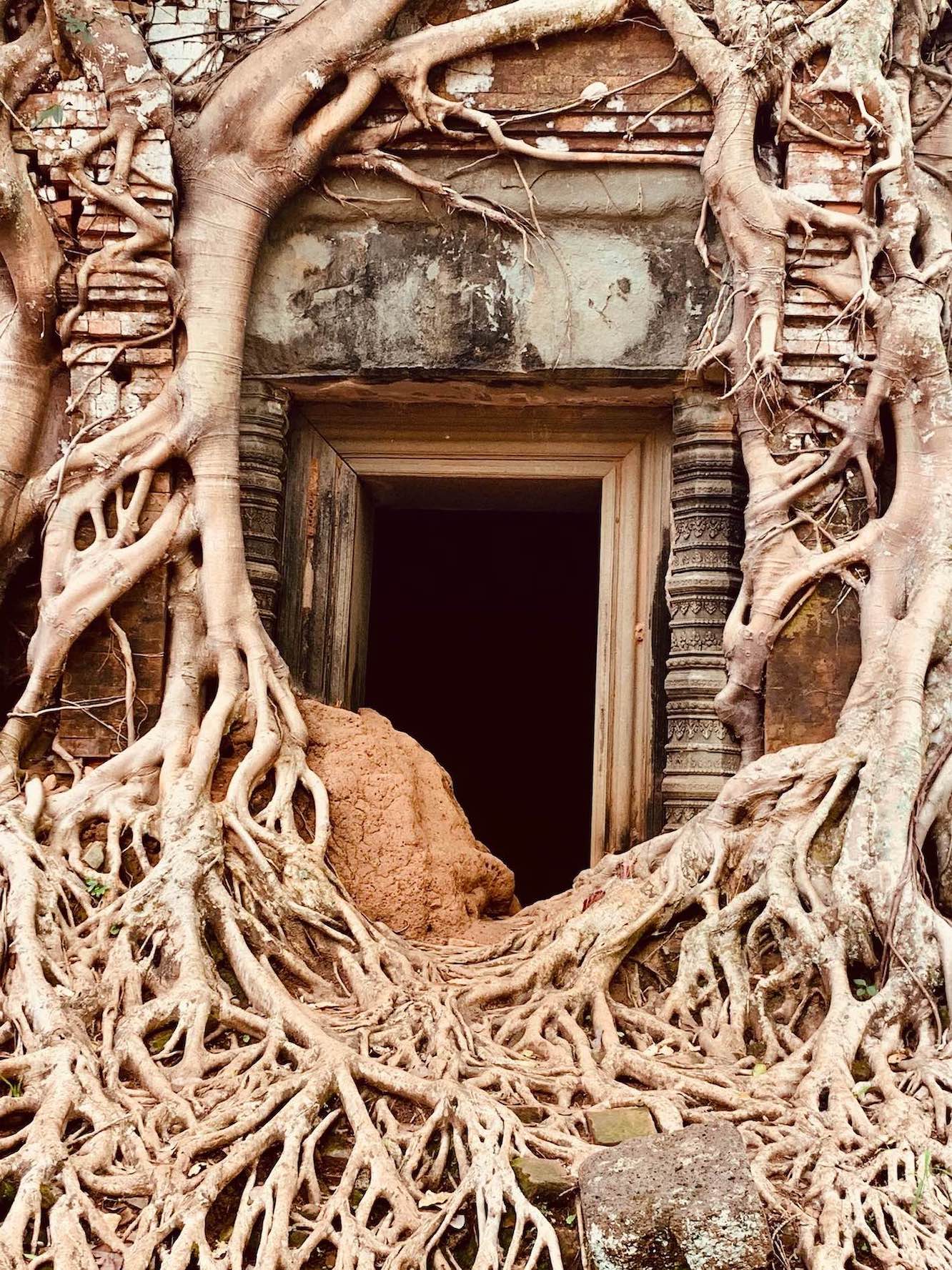 The twisted tree temples of Koh Ker