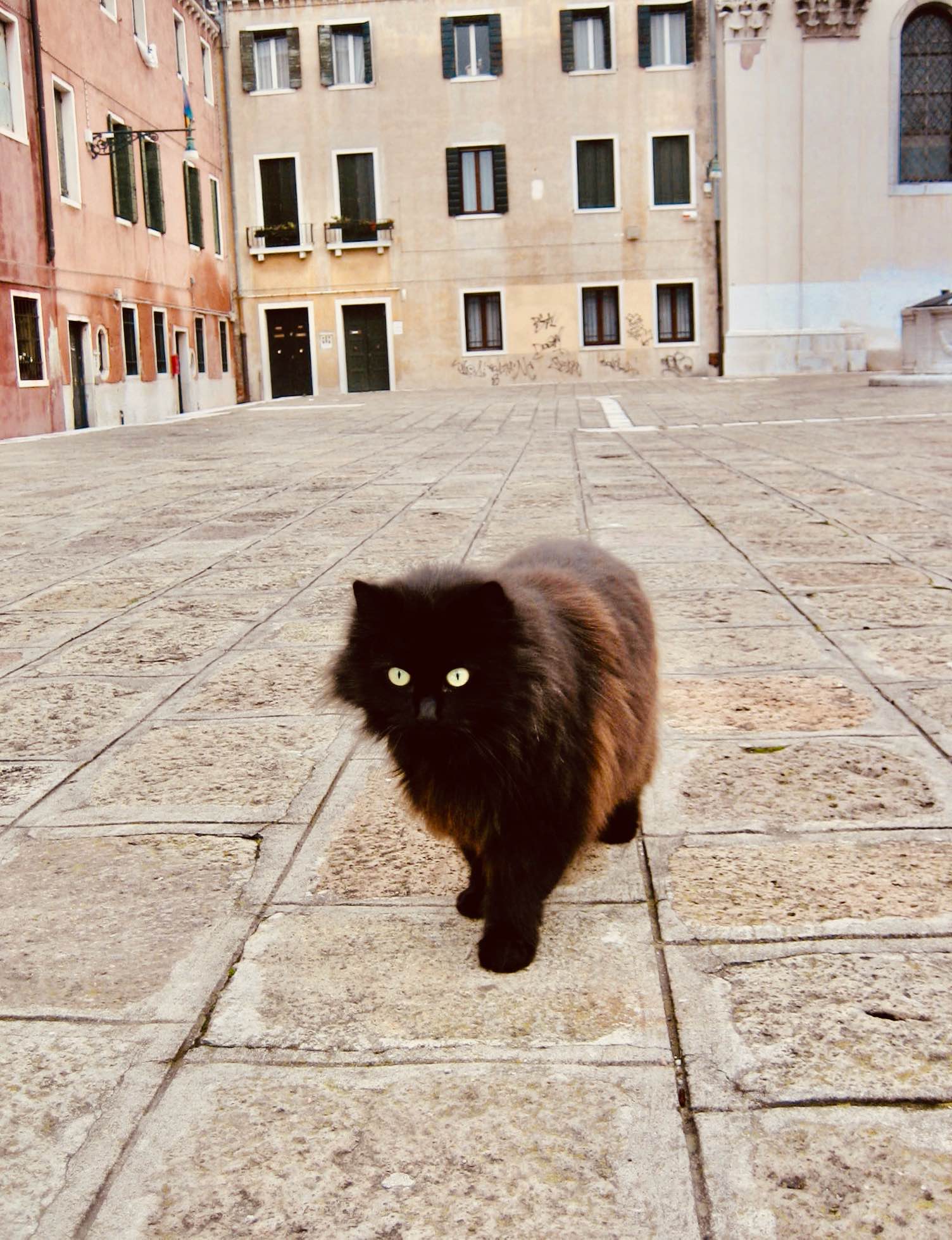 Black cat mooching around in Venice