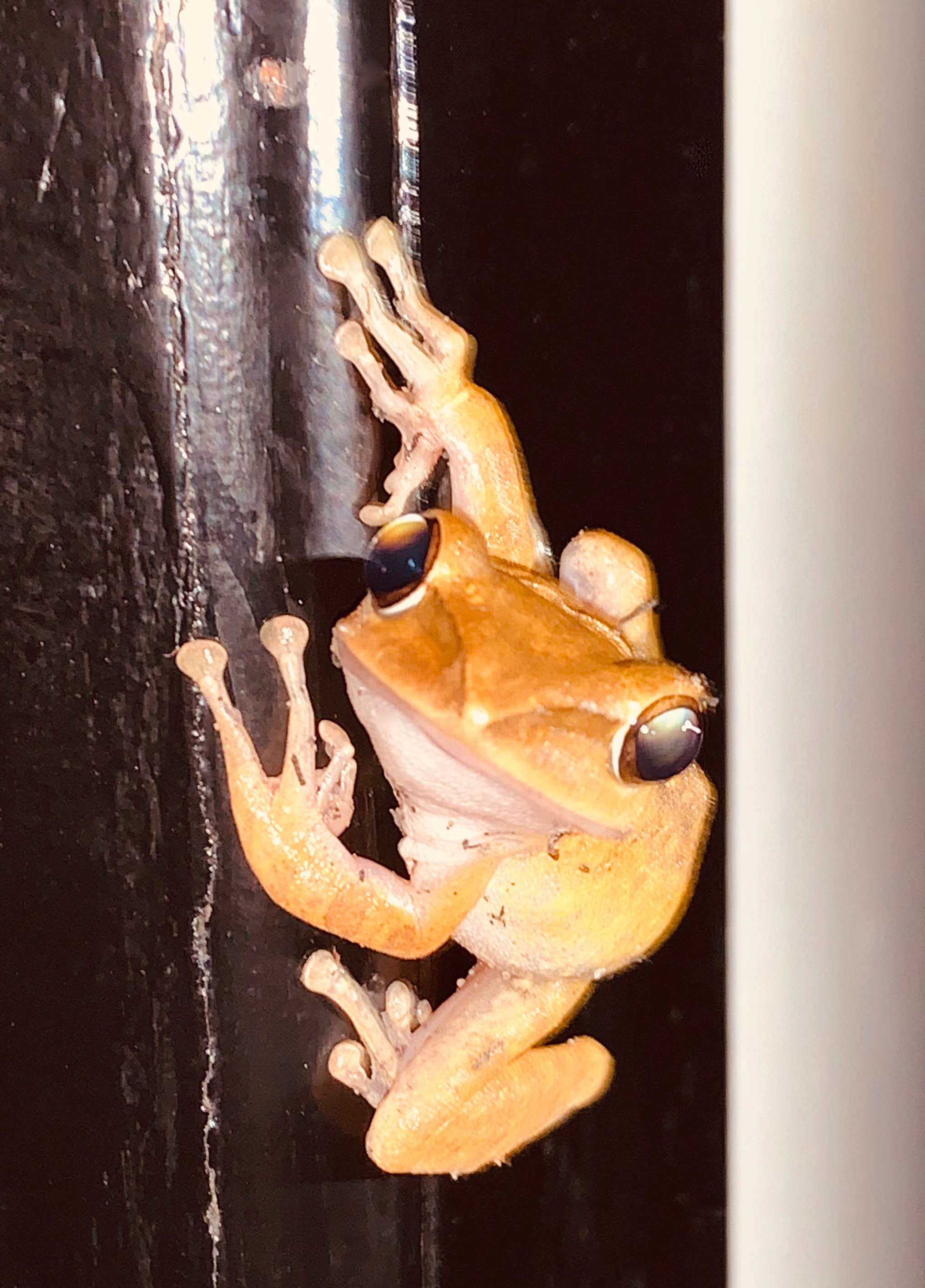 Frog on a door Siem Reap Cambodia