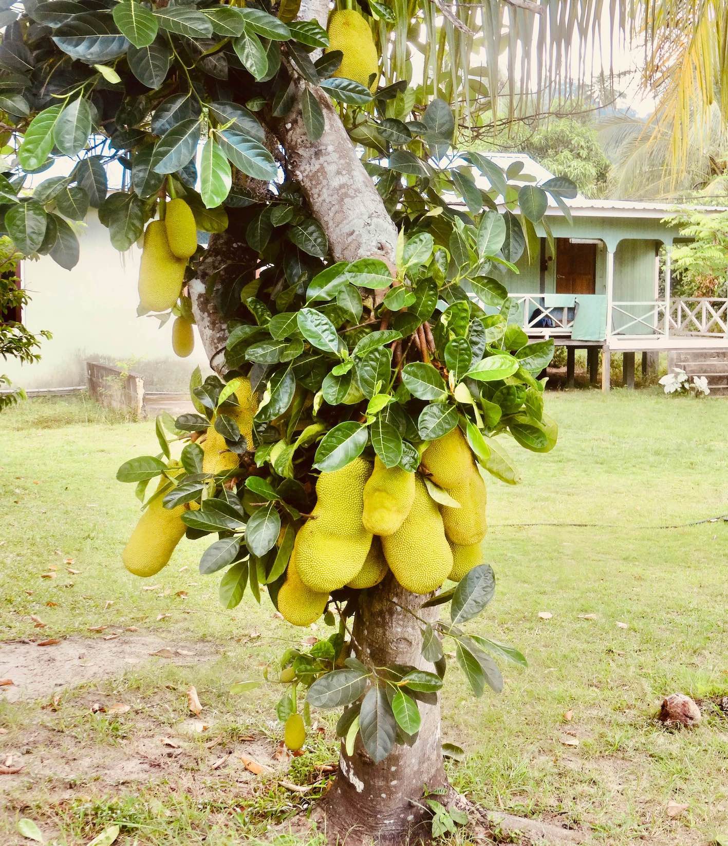 Jackfruit tree Tioman Island Malaysia.
