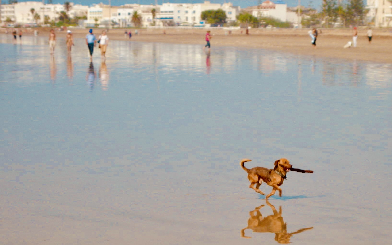 Dog playing fetch on Essaouria Beach.