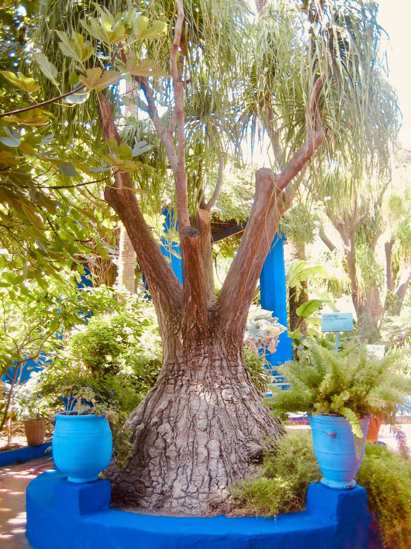 Majorelle Botanical Garden in Marrakesh.