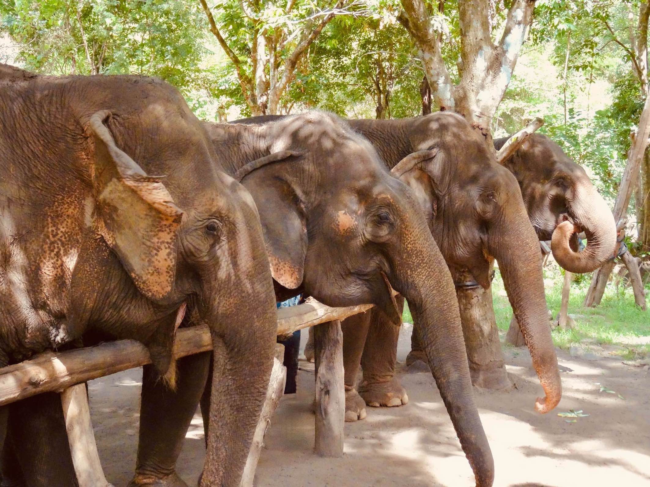 Elephant Nature Park Chiang Mai.