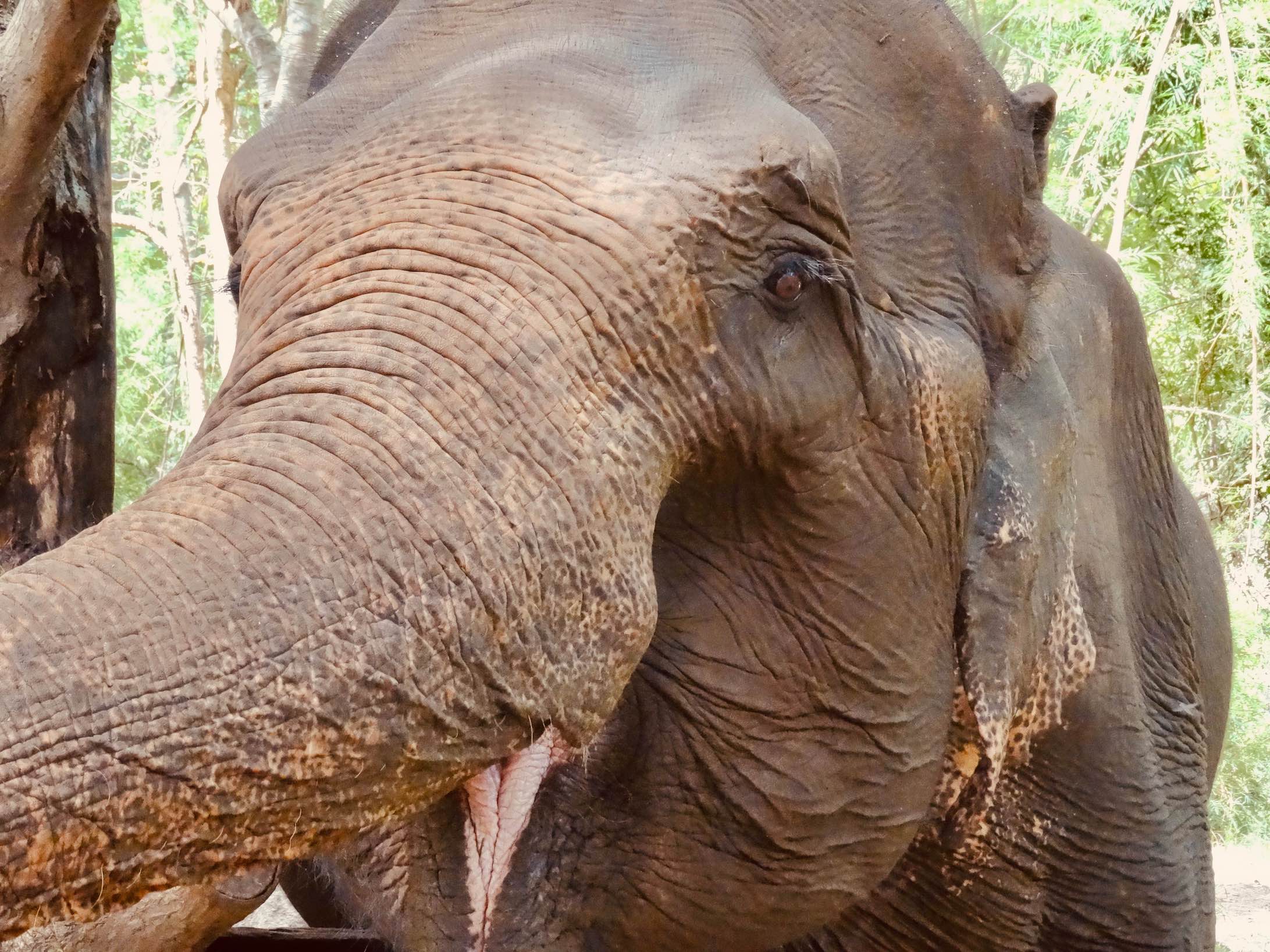 Meeting the elephants at ENP in Chiang Mai