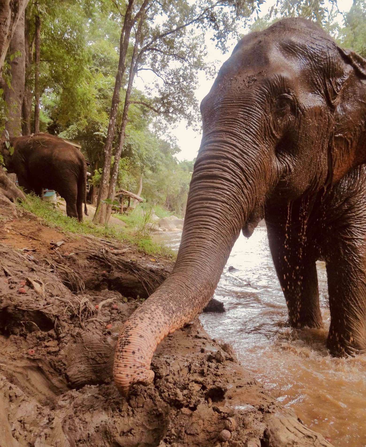 Bathing in mud Elephant Nature Park Thailand