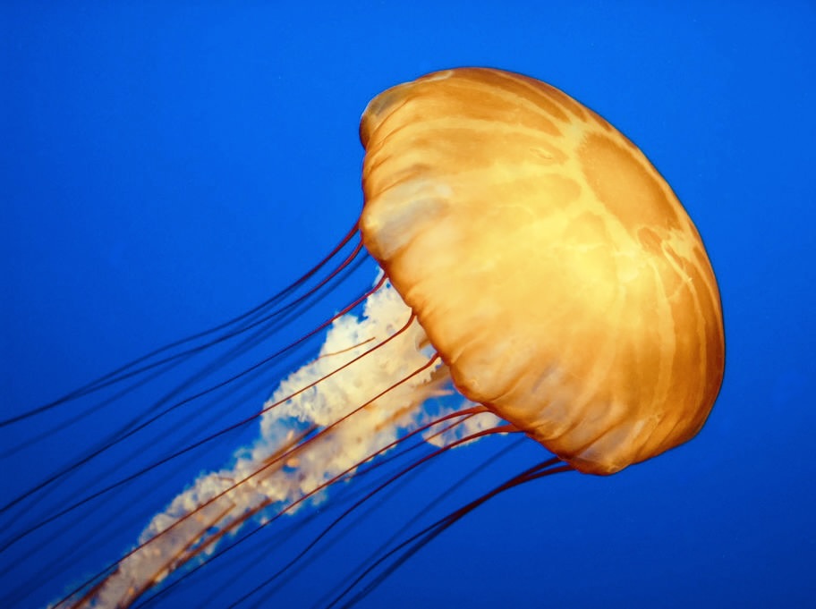 The Jellyfish Factor a short story from China by Leighton Travels