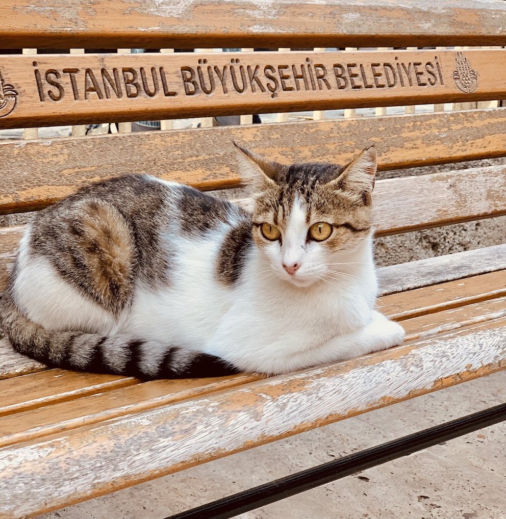 A cat resting in the grounds of Ortakoy Mosque.