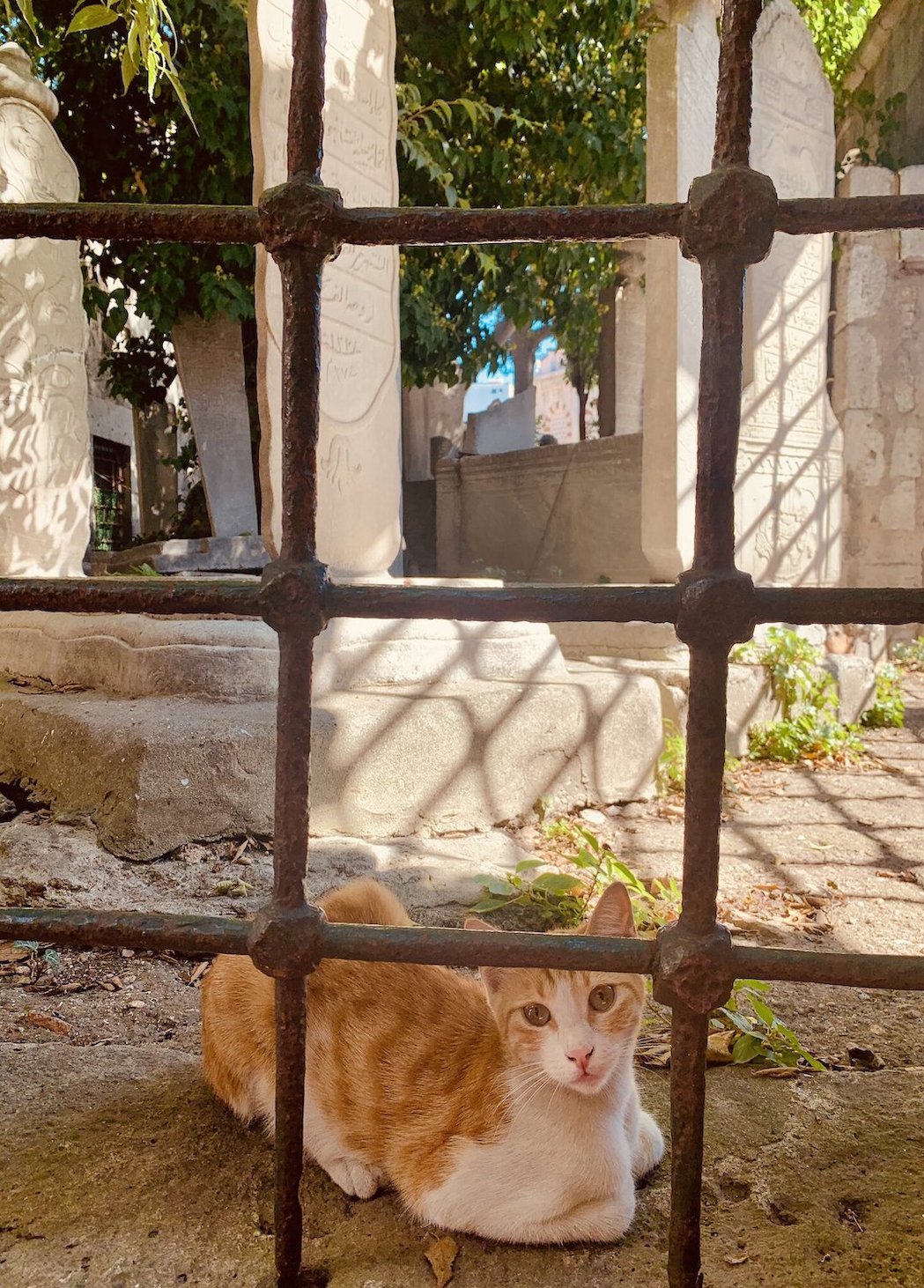 Graveyard cat in Istanbul