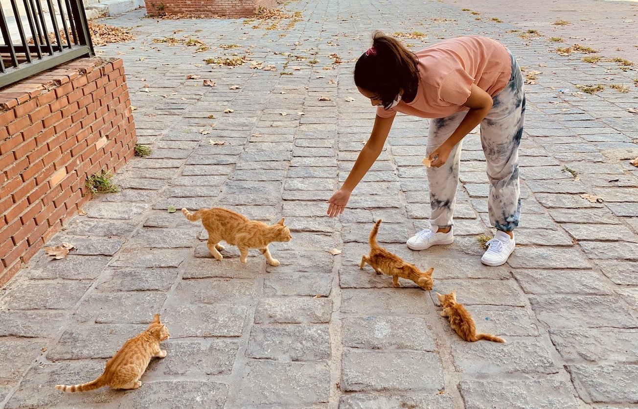 A young girl feeding feral cats in Istanbul