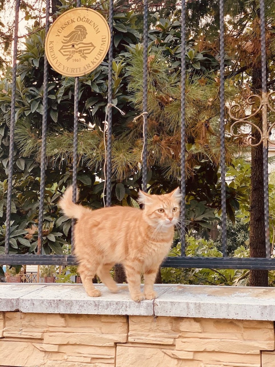 Feral cat outside Istanbul University Informatics Department