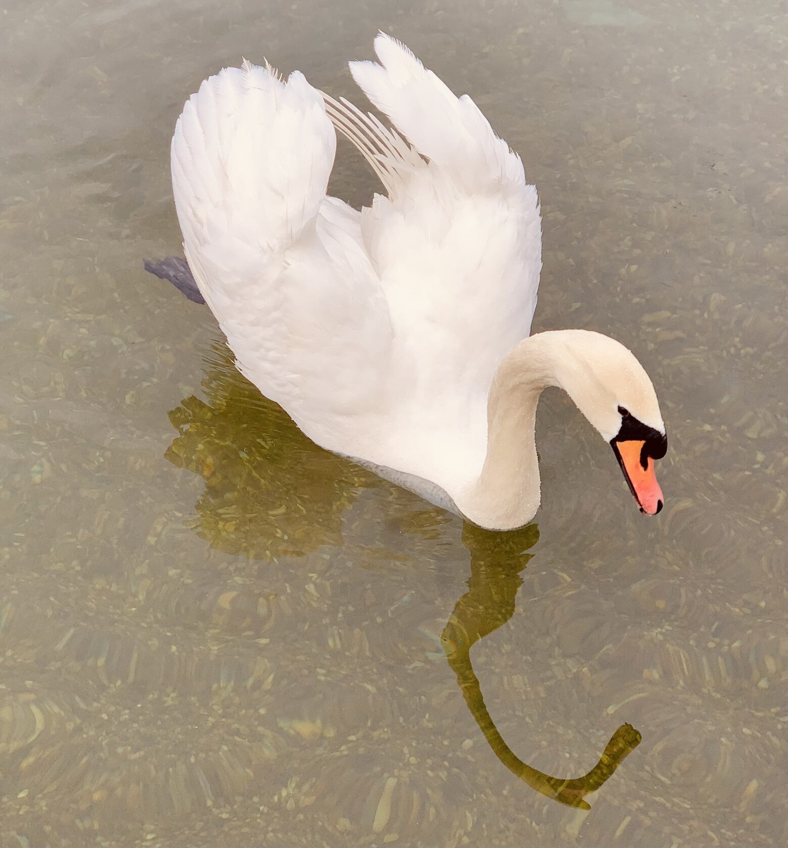 A hungry swan on Lake Ada Belgrade.