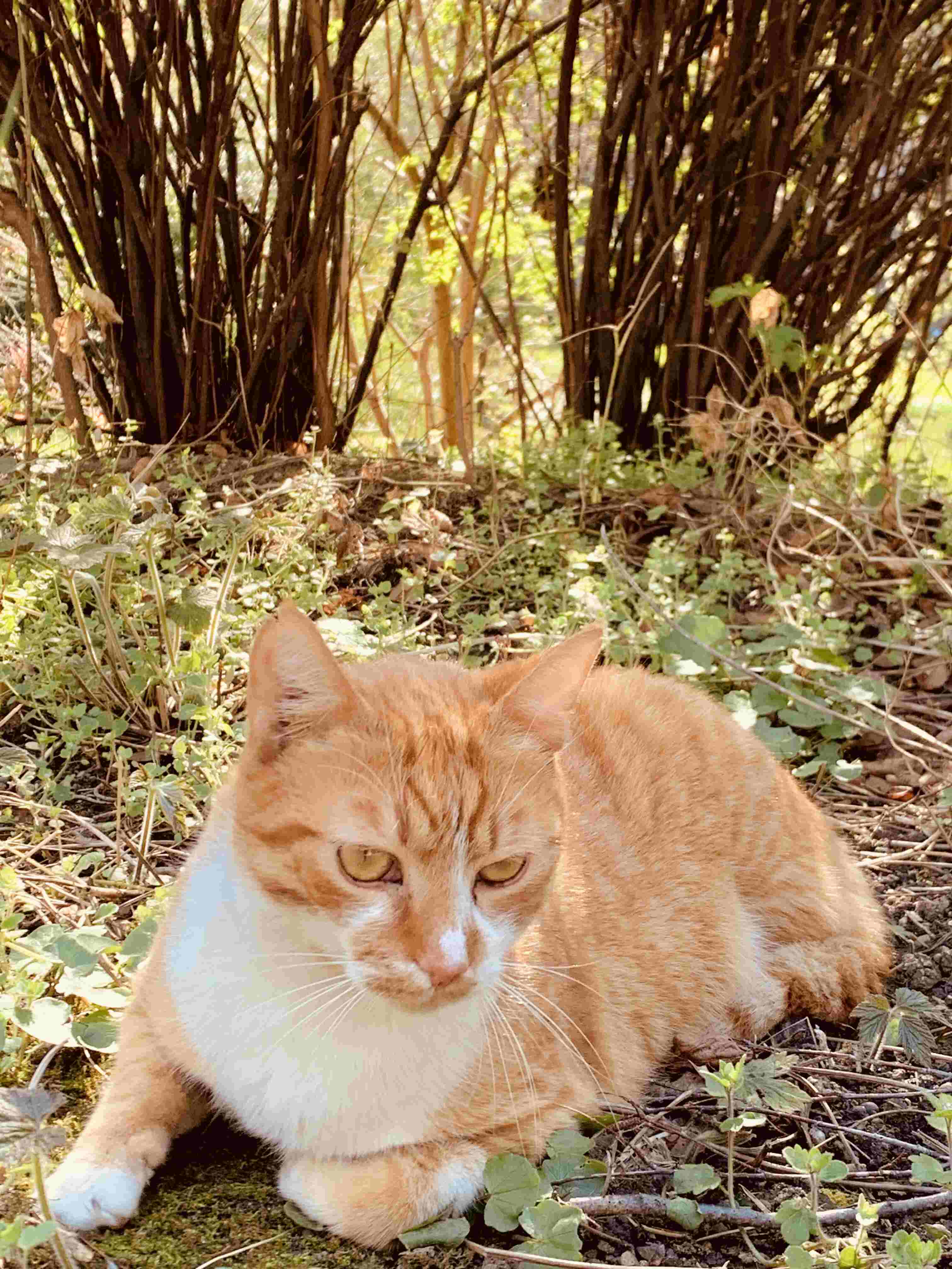 A resident cat Jevremovac Botanical Garden Belgrade