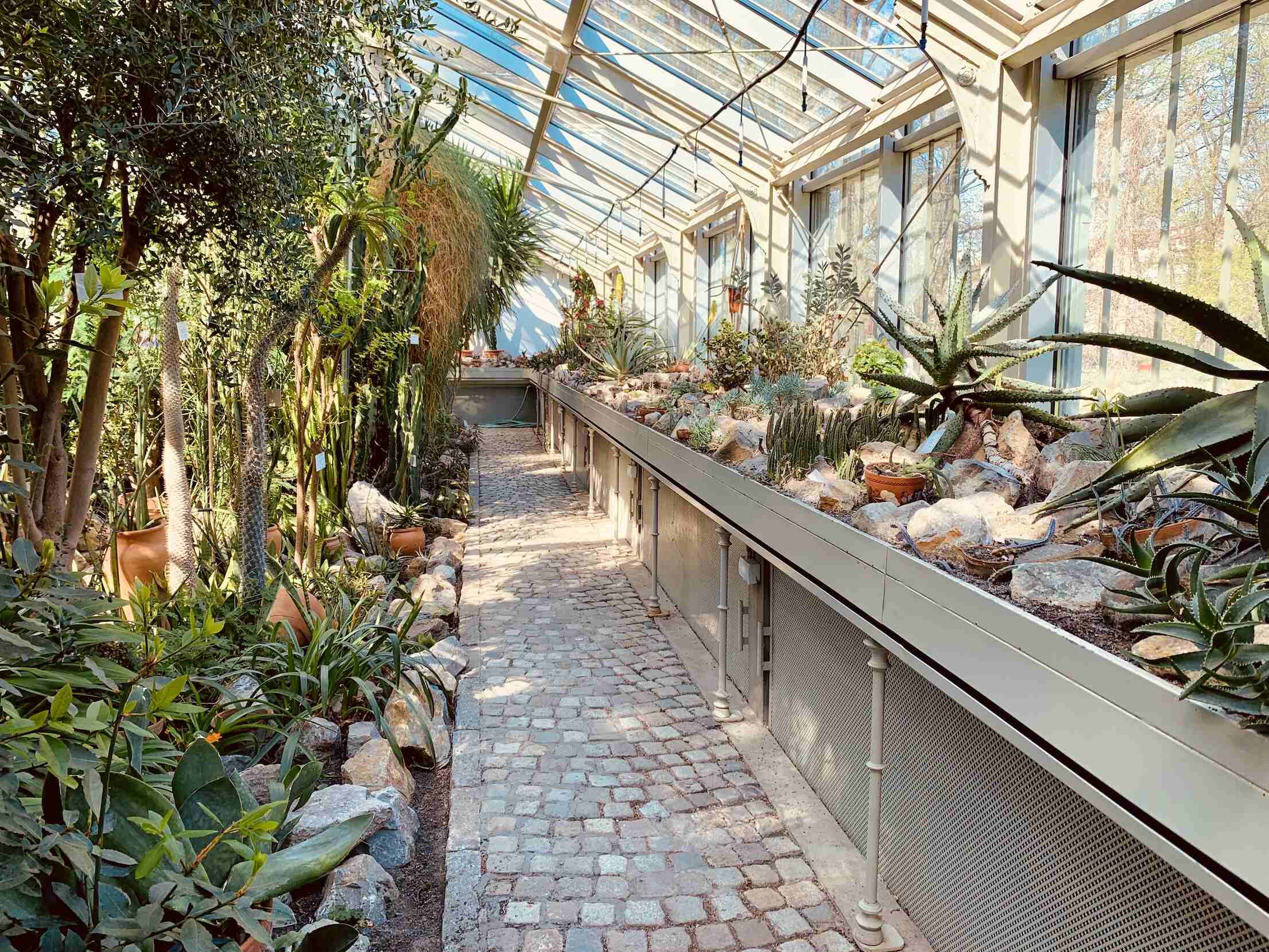 Inside the greenhouse at Belgrade's Jevremovac Botanical Garden