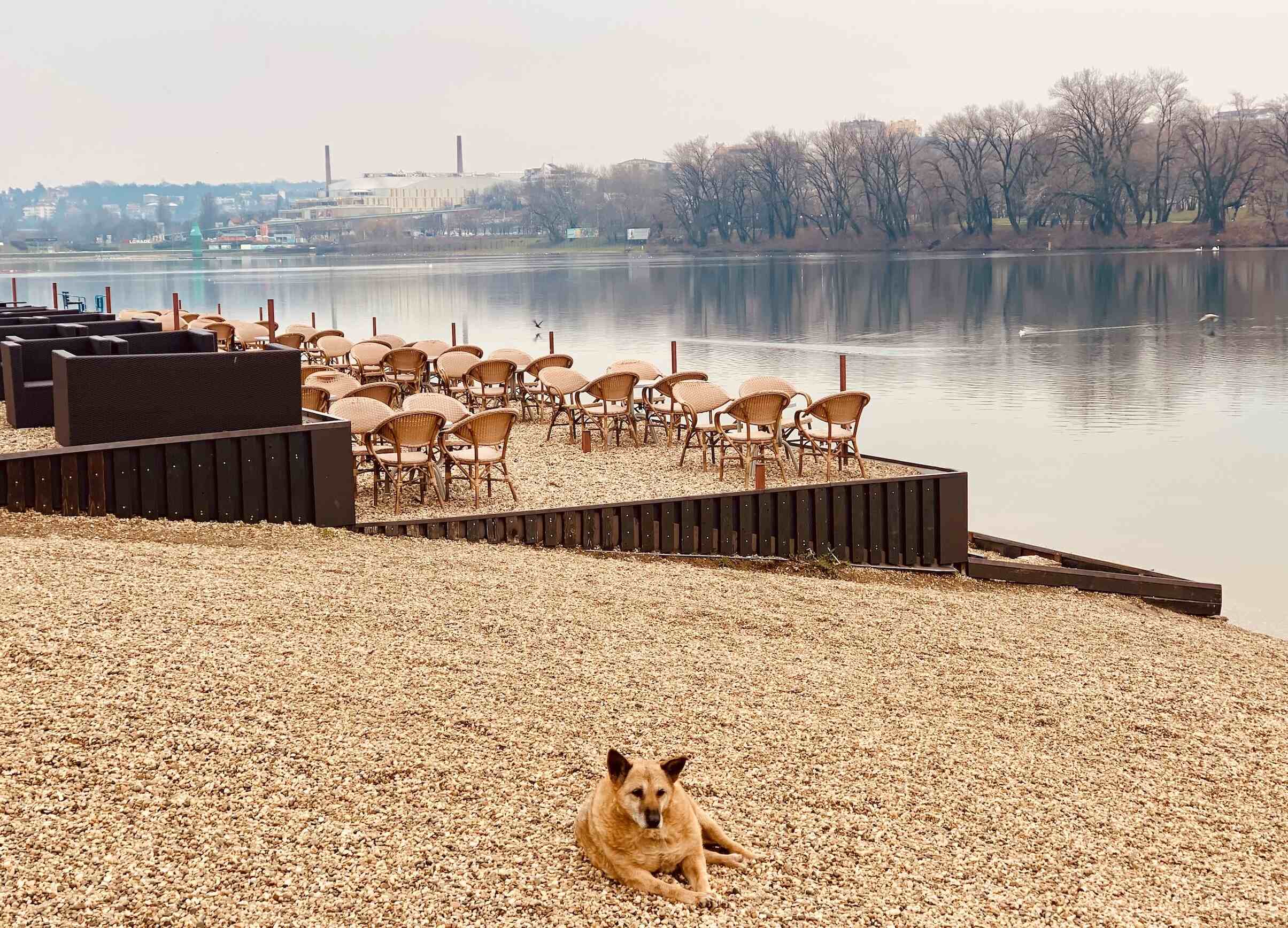 Lonely dog by Lake Sava in Belgrade.