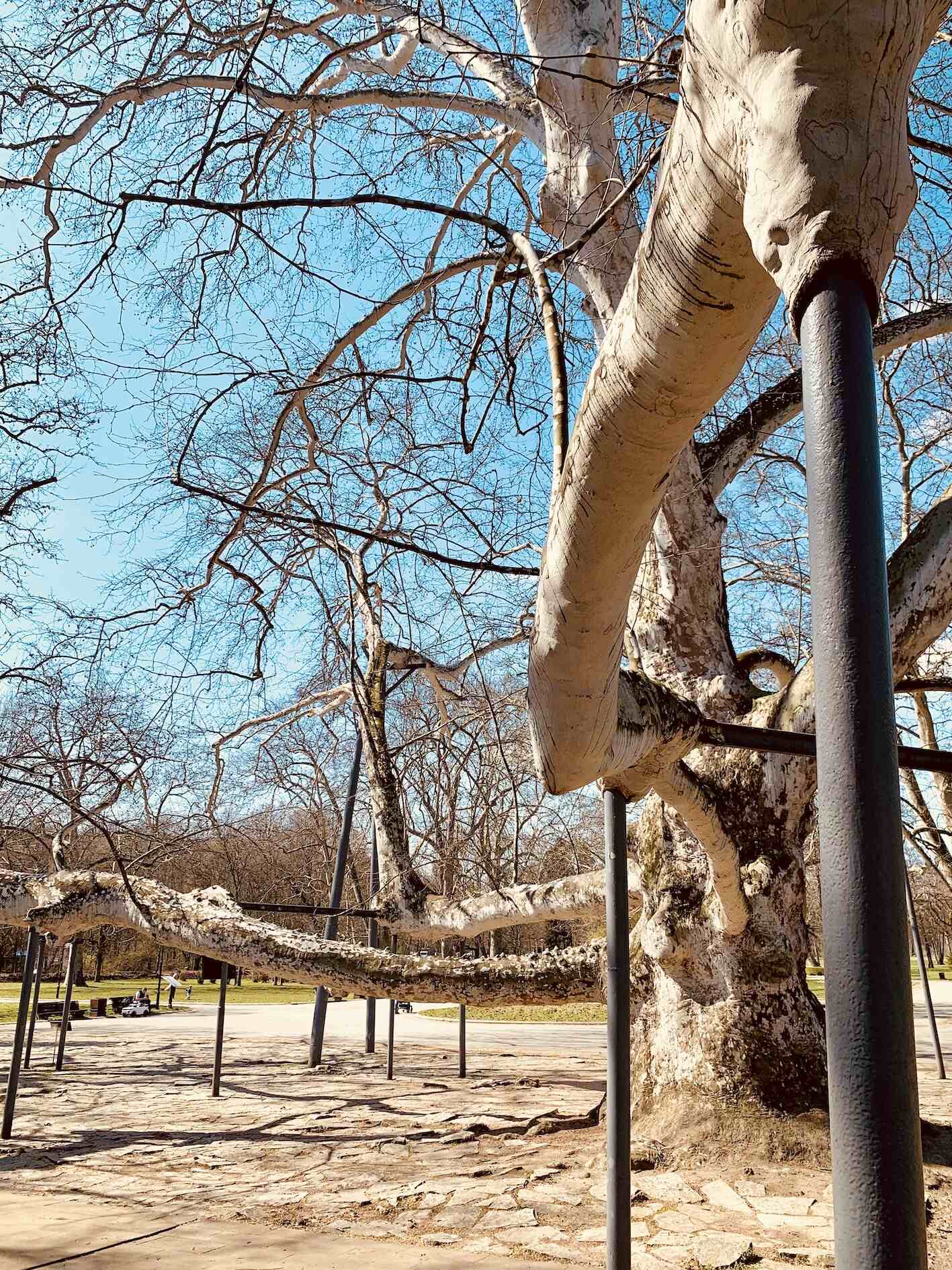 The London plane and its metal supportive poles Topcider Park Belgrade