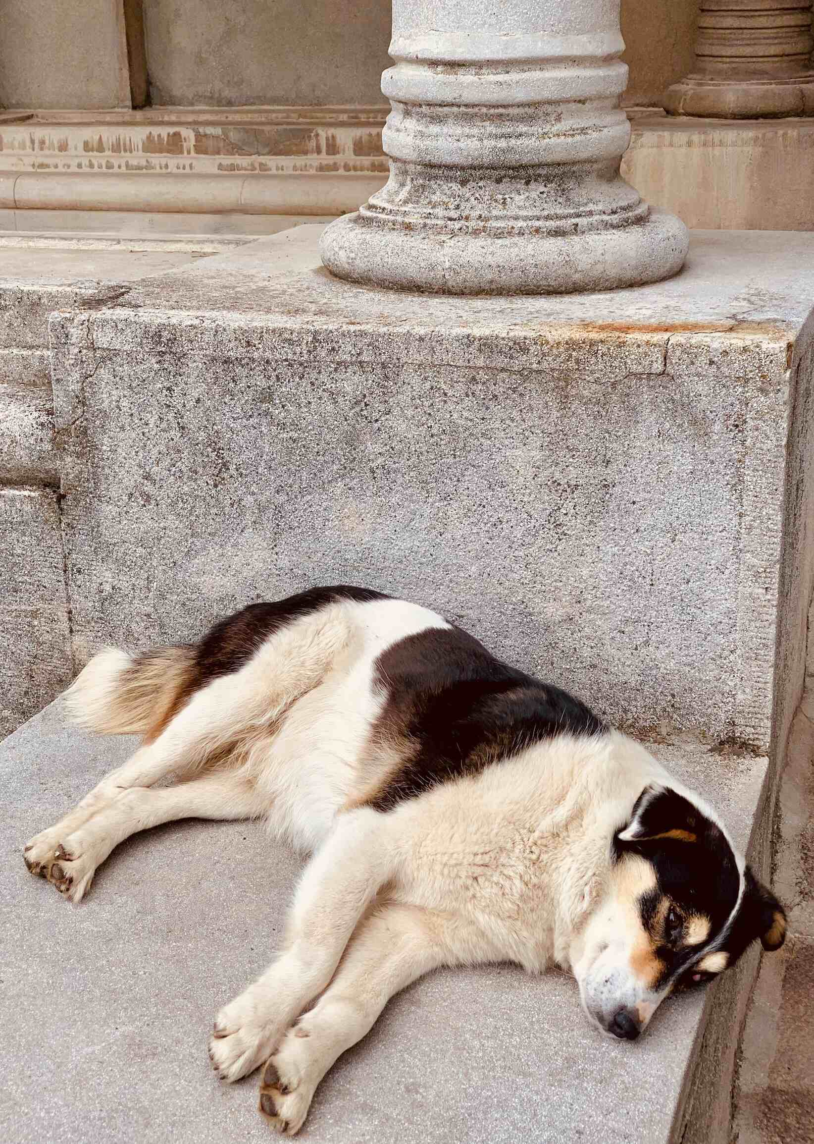 A lazy dog outside Hotel Avala Belgrade.