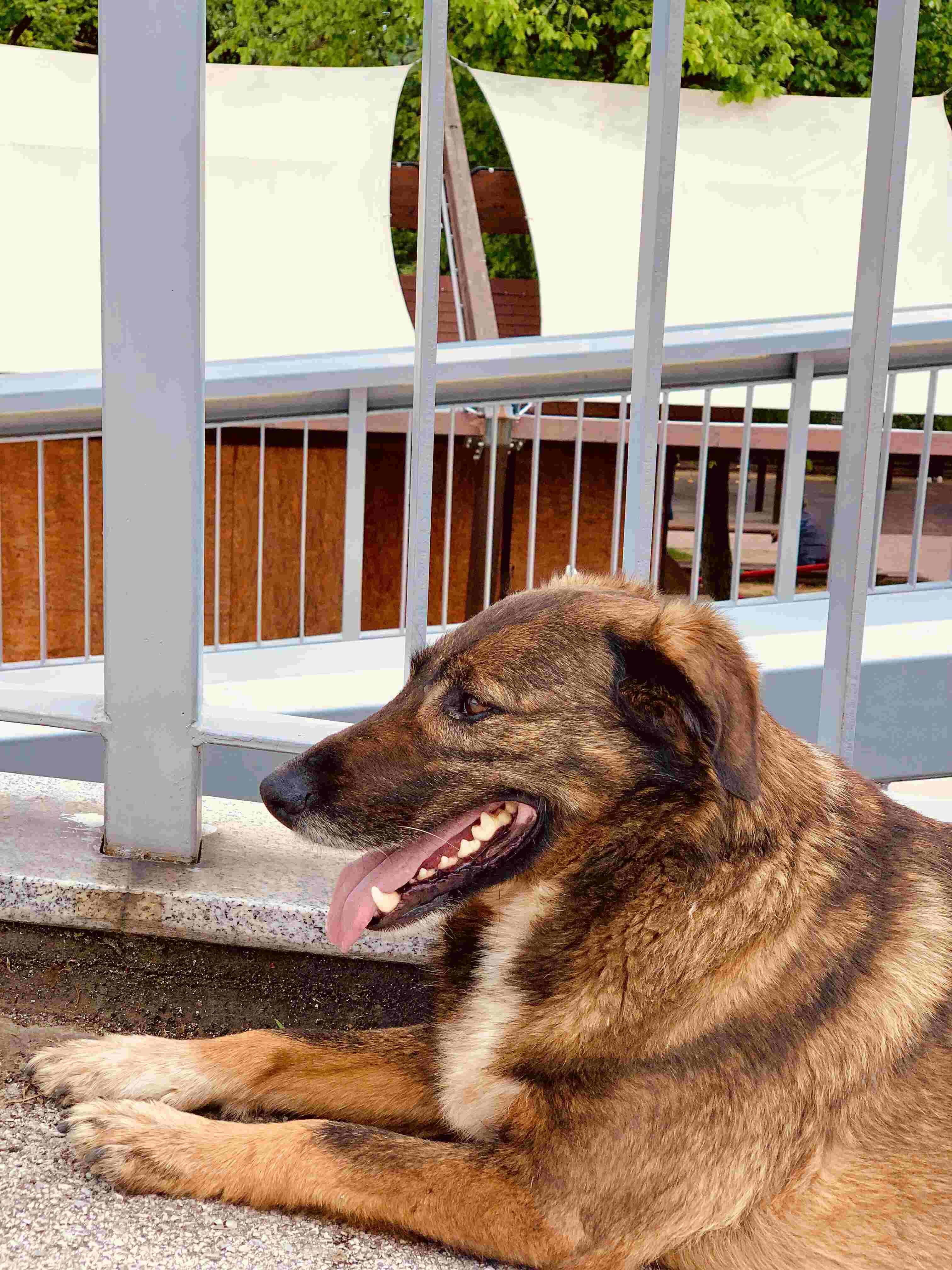 Friendly dog Avala Mountain Belgrade.