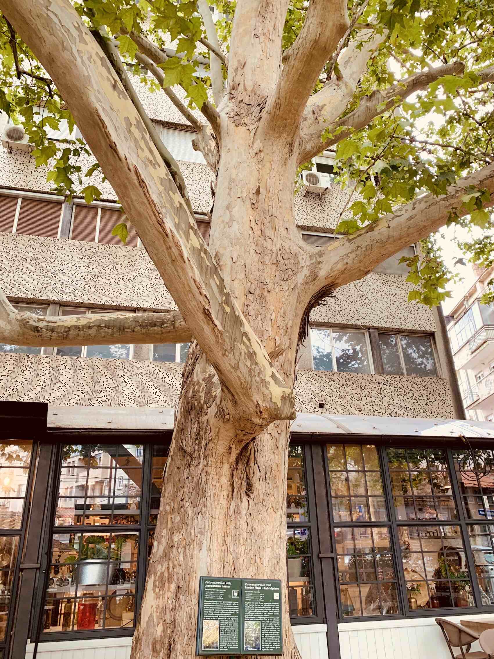 The magnificent London plane tree at Bistro Trandafilović in Belgrade