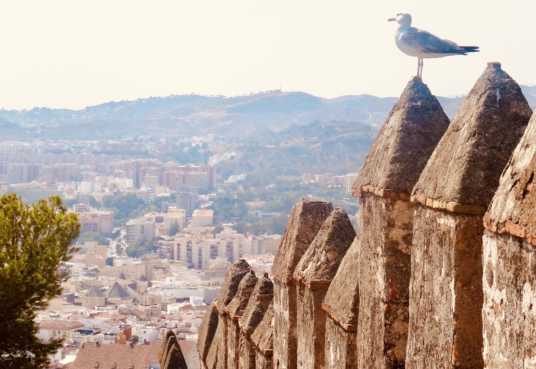 A seagull rests on the walls of the Alcazaba in Malaga.